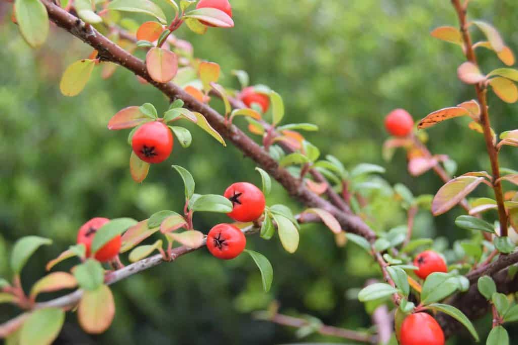 Cotoneaster x suecicus 'Coral Beauty' ---
